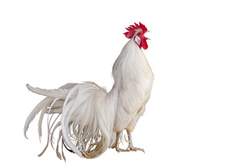 White Rooster chicken cockcrow on white background © sakepaint