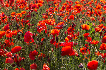 Fototapeta na wymiar Blooming field of red poppies.