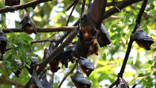 Bat hanging on a tree branch Malayan bat or "Lyle's flying fox" science names "Pteropus lylei", low-angle of view shot