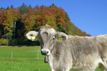 Kuh-Kälbchen im Allgäu vor herbstlich eingefärbten Bäumen