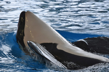 Killer whale
