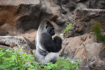 Eastern gorilla © oksmit