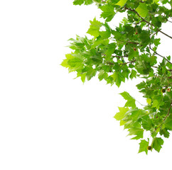 Green maple leaves isolated on white background.