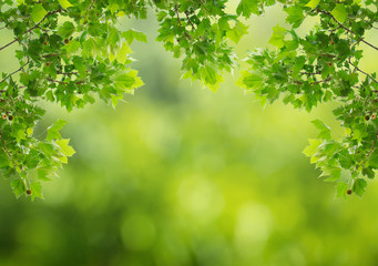 Naklejka premium Green leaves with natural blurred background.