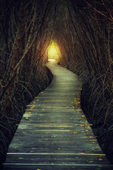 walkways in to forest