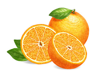 Hand-drawn illustration of oranges. Digitally colored.