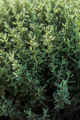 Green ornamental plants