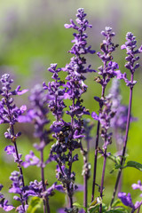 Macro of lavender flowers