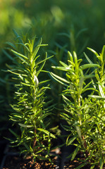 Rosemary in the garden