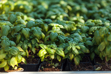 Basil plants in small pots
