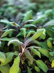 Sage plants in a garden