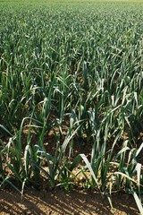 Large organic field with leeks in summer