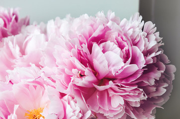 Beauty pink peonies peony roses flower macro. Pastel floral wallpaper, background from  petals. Holiday wedding concept. Bridal flowers. Bouquet of bride. Marriage