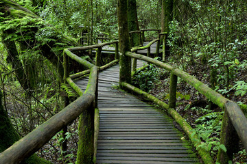 Obraz premium Jungle landscape. Wooden bridge at misty tropical rain forest. Travel background at Doi Inthanon Park, Thailand