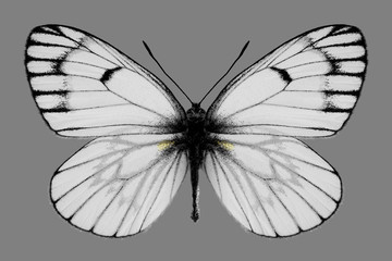 Obrazy na Szkle  Motyl Metaporia leucodice na szarym tle