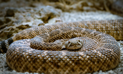 the rattlesnake, close-up