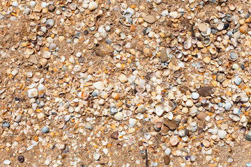 natural background - sand and shelly beach