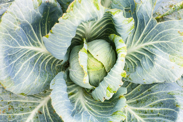 Obraz premium cabbagehead of white cabbage in garden after rain