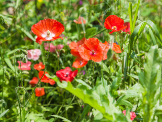 Obraz premium meadow with green grass and red poppy flowers