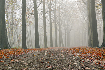 Beech trees in the fog.