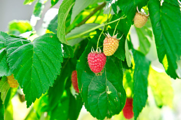 Ripe and unripe raspberries on a branch