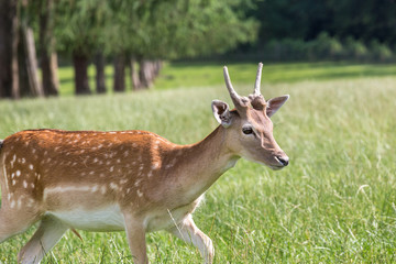 deer in the nature