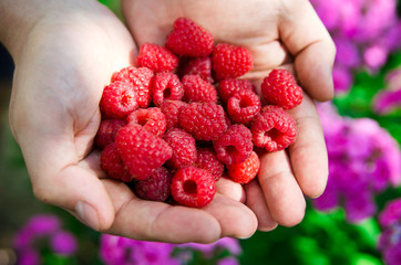 Red raspberries in hands
