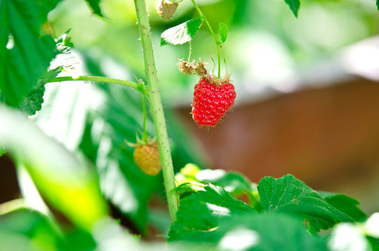 Berry raspberry on a branch