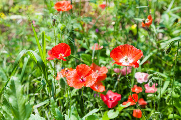 green meadow with red poppy flowers in summer