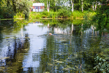 Fototapeta na wymiar green pond with swiming dog and travel trailer