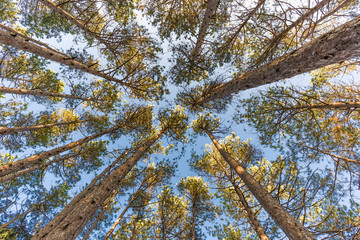 coniferous trees view from below