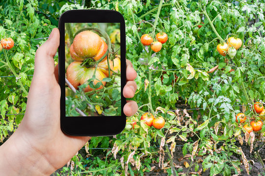 big tomato in garden after rain on smartphone