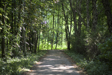 Summer forest with trees and grass
