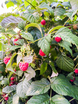 Big red raspberry on branches among the leaves