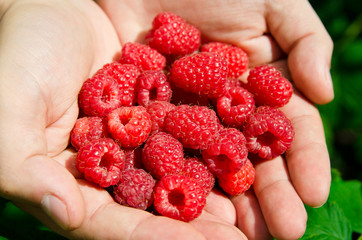 Large ripe raspberry fruit in the palms