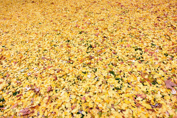Golden Leaves Background in Autumn. Stadpark, Vienna, Austria