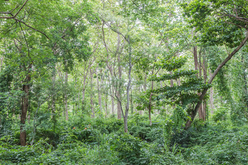 Obraz premium Tropical rainforest jungle in Thailand