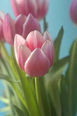 Tulpenhybride