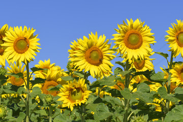 Fototapeta premium Sonnenblumenfeld