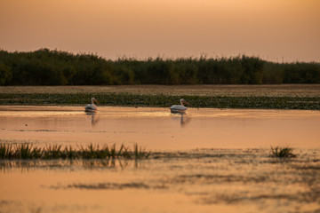 Pelecanus onocrotalus the natural environment, the Danube Delta
