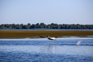 Pelecanus onocrotalus the natural environment, the Danube Delta