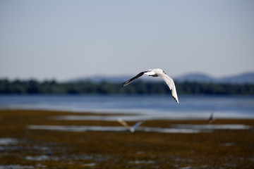 Larus argentatus in the natural environment, the Danube Delta Ro