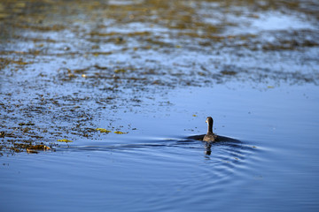 ducks in a natural environment, the Danube Delta Romania