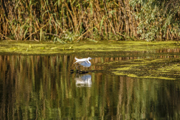white egret in natural environment, the Danube Delta romania