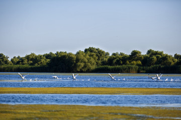 Pelecanus onocrotalus the natural environment, the Danube Delta