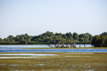 Pelecanus onocrotalus the natural environment, the Danube Delta