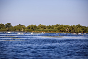 Obraz premium Pelecanus onocrotalus the natural environment, the Danube Delta
