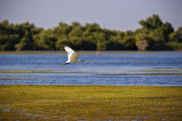 Fototapeta premium white egret in natural environment, the Danube Delta romania