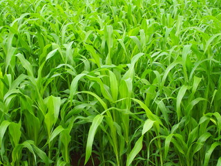 ソルゴー茂る畑