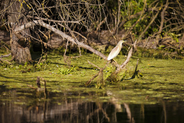 Ixobrychus minutus the natural environment, the Danube Delta Rom